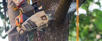 How Our Tree Care Process Works  in  Itasca, IL