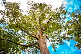 Best Tree Risk Assessment  in Itasca, IL