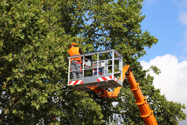 Best Arborist Consultation Services  in Itasca, IL