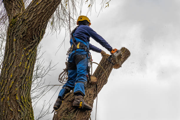 Best Fruit Tree Pruning  in Itasca, IL