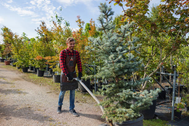 Best Lawn Maintenance Plans  in Itasca, IL