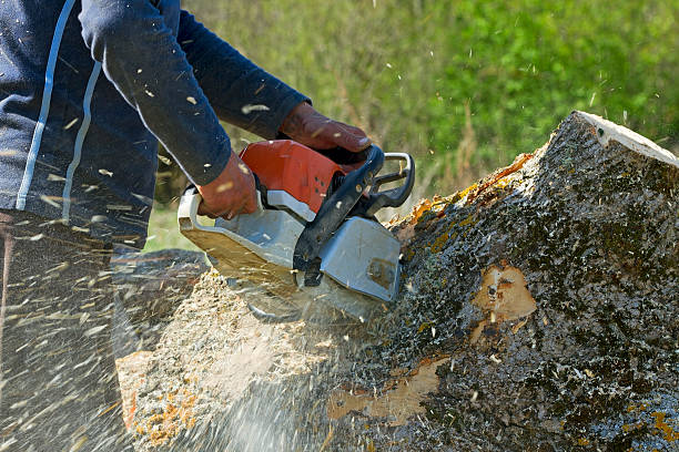 Best Lawn Mowing  in Itasca, IL