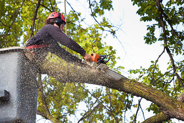 Best Lawn Renovation and Restoration  in Itasca, IL